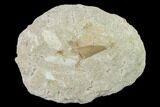 Bargain Otodus Shark Tooth Fossil in Rock - Eocene #135849-1